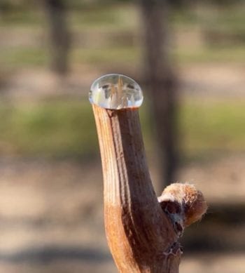 Sap flowing out of grape spur